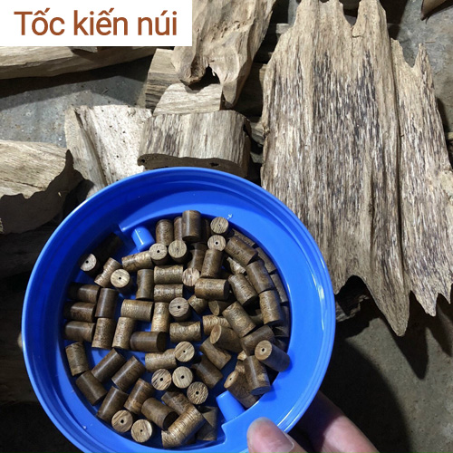 trầm tốc kiến núi